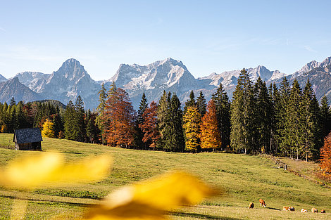 Herbstlandschaft vor Bergkulisse 
