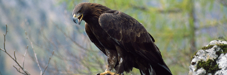 Steinadler auf Felsen