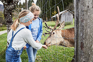 Kinder füttern Hirsch am Zaun