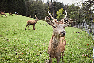 Hirsch blickt in Kamera