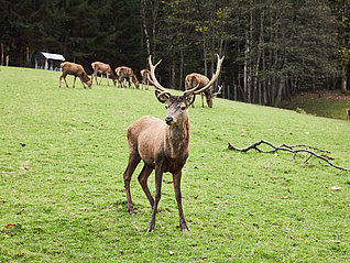Junger Hirsch
