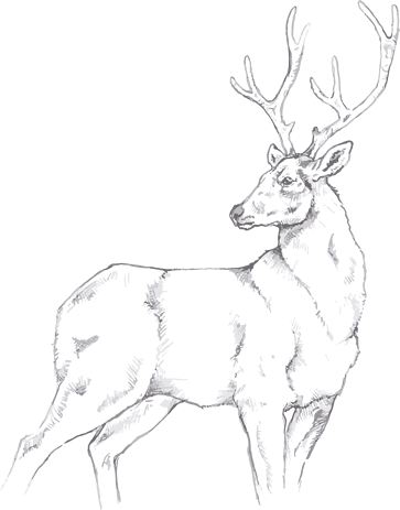 Hirsch